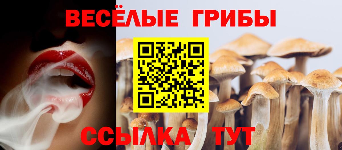 Псилоцибиновые грибы Psilocybe  Вход с VPN  Чебаркуль 